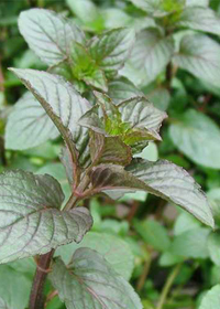 Mentha x piperita f. citrata 'Chocolate'